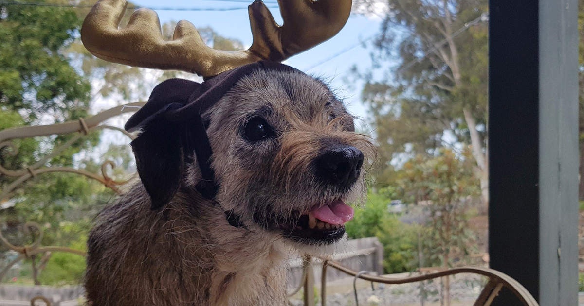 dog xmas